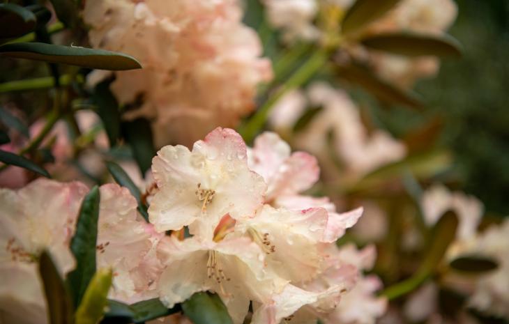 Rhododendron haven ved Nivaagaard Malerisamling