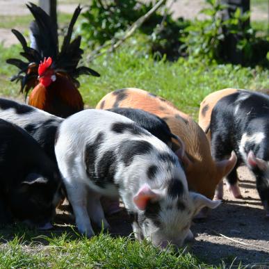 Tothaven besøgsbondegård ved Hundested